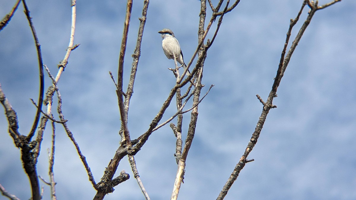 Умардын дунхай - ML616624850