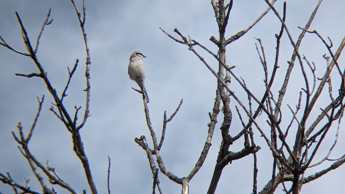 Умардын дунхай - ML616624851