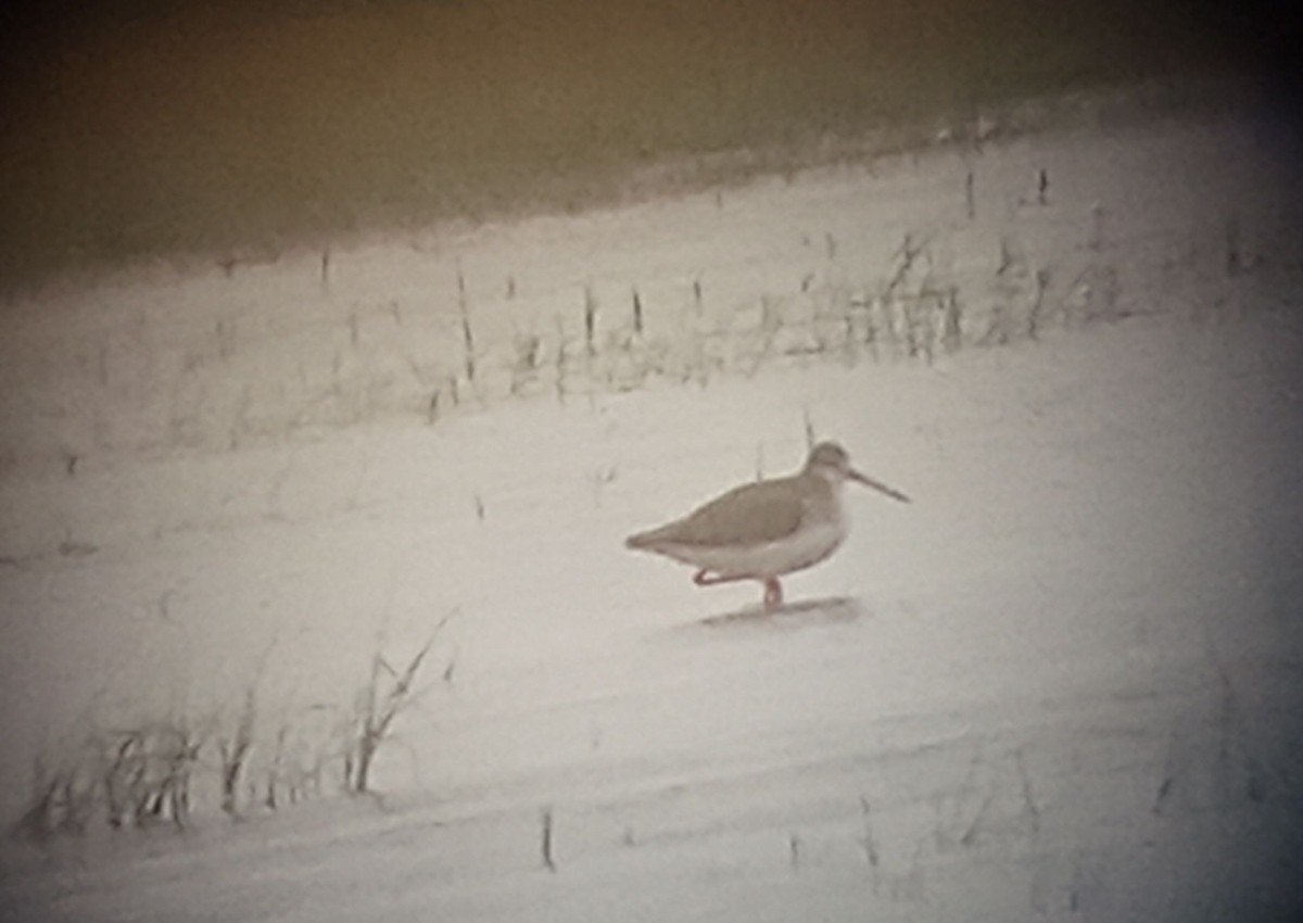 Spotted Redshank - ML616624863