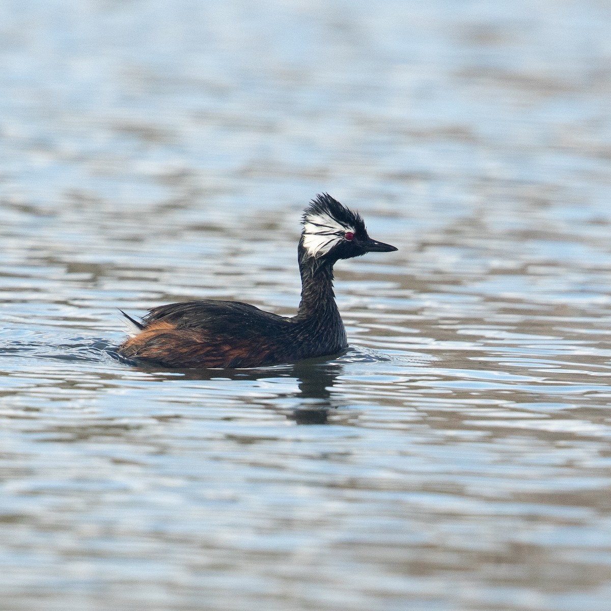 White-tufted Grebe - Werner Suter