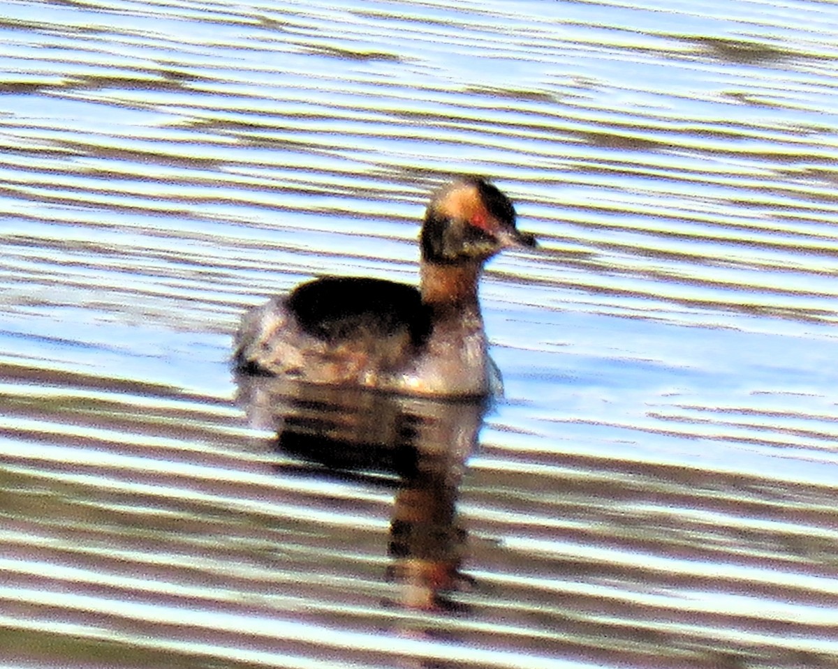 Horned Grebe - ML616624893