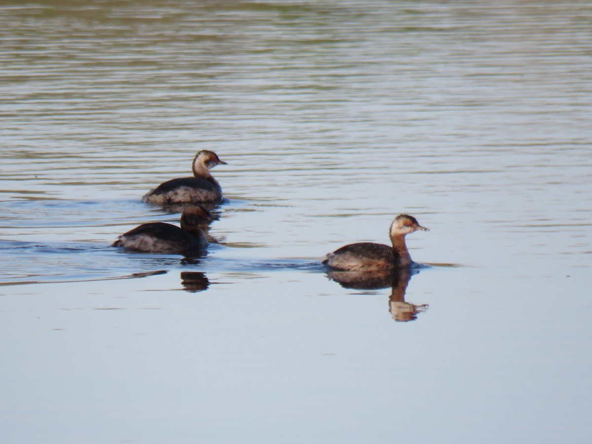 Horned Grebe - ML616624897