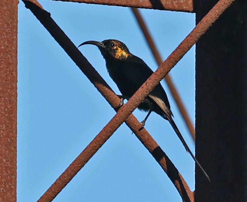 Bronzenektarvogel - ML616624919