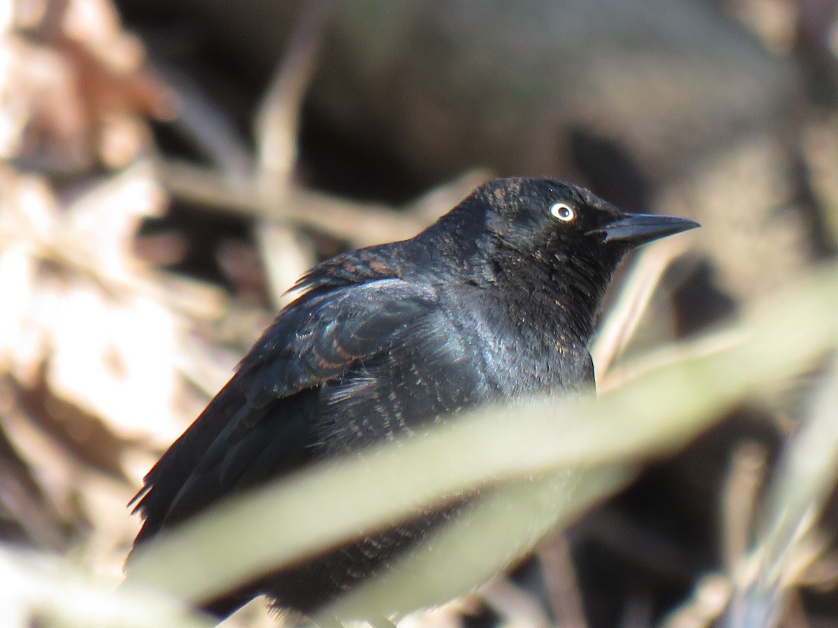 Rusty Blackbird - ML616624920