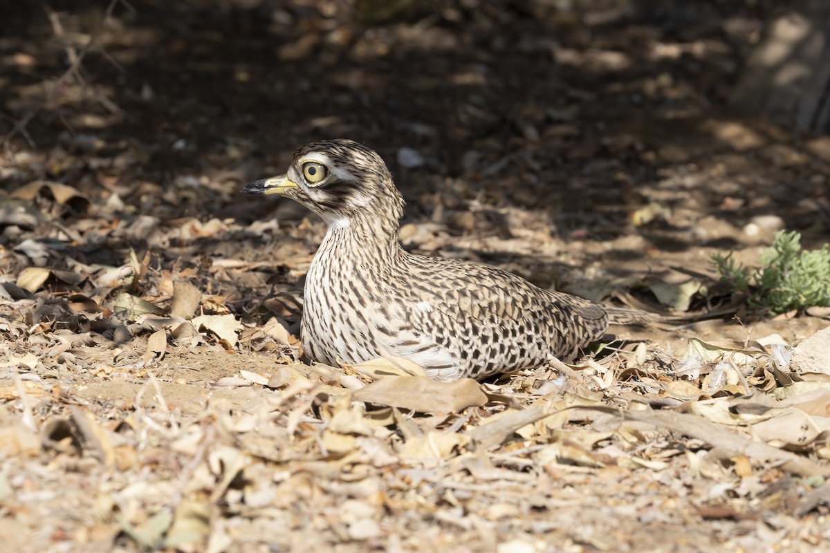 Spotted Thick-knee - ML616624951