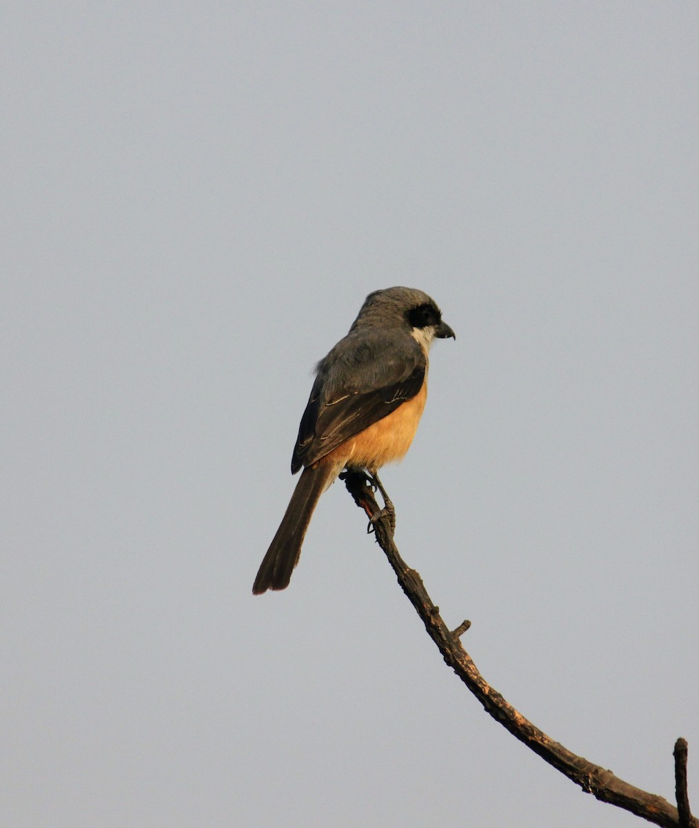 Gray-backed Shrike - Rohit Agarwal
