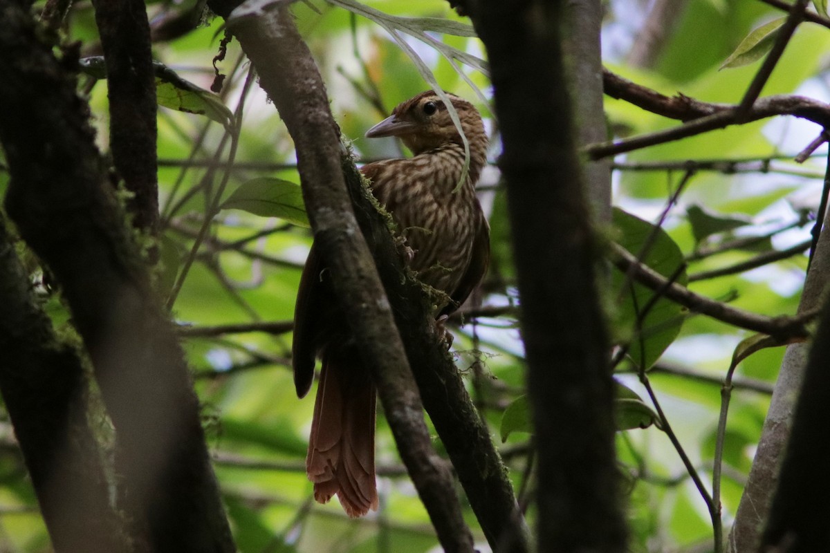 Pale-browed Treehunter - ML616624963