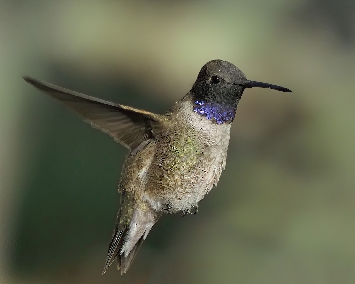 Black-chinned Hummingbird - ML616624964