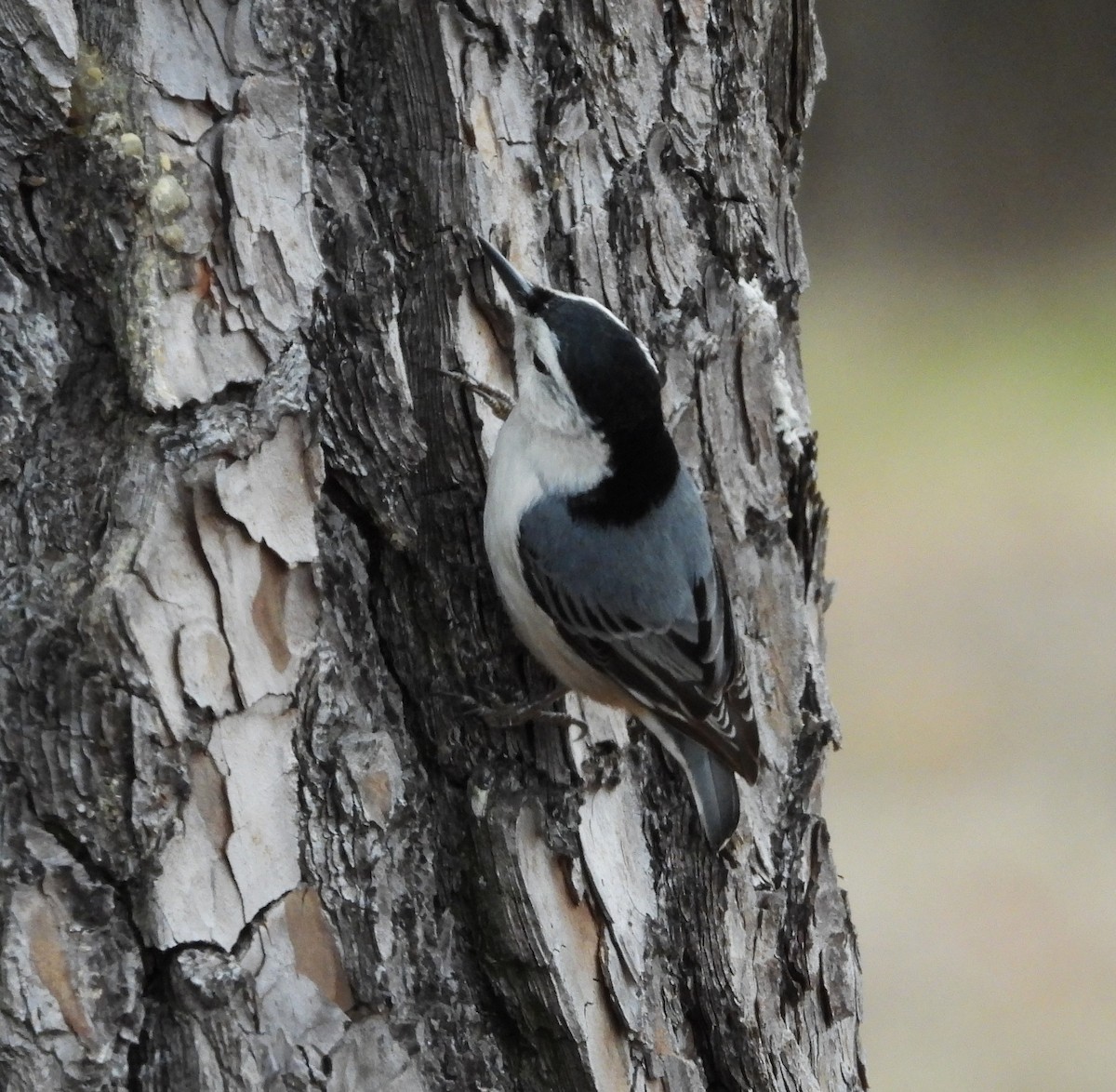 White-breasted Nuthatch - ML616624985