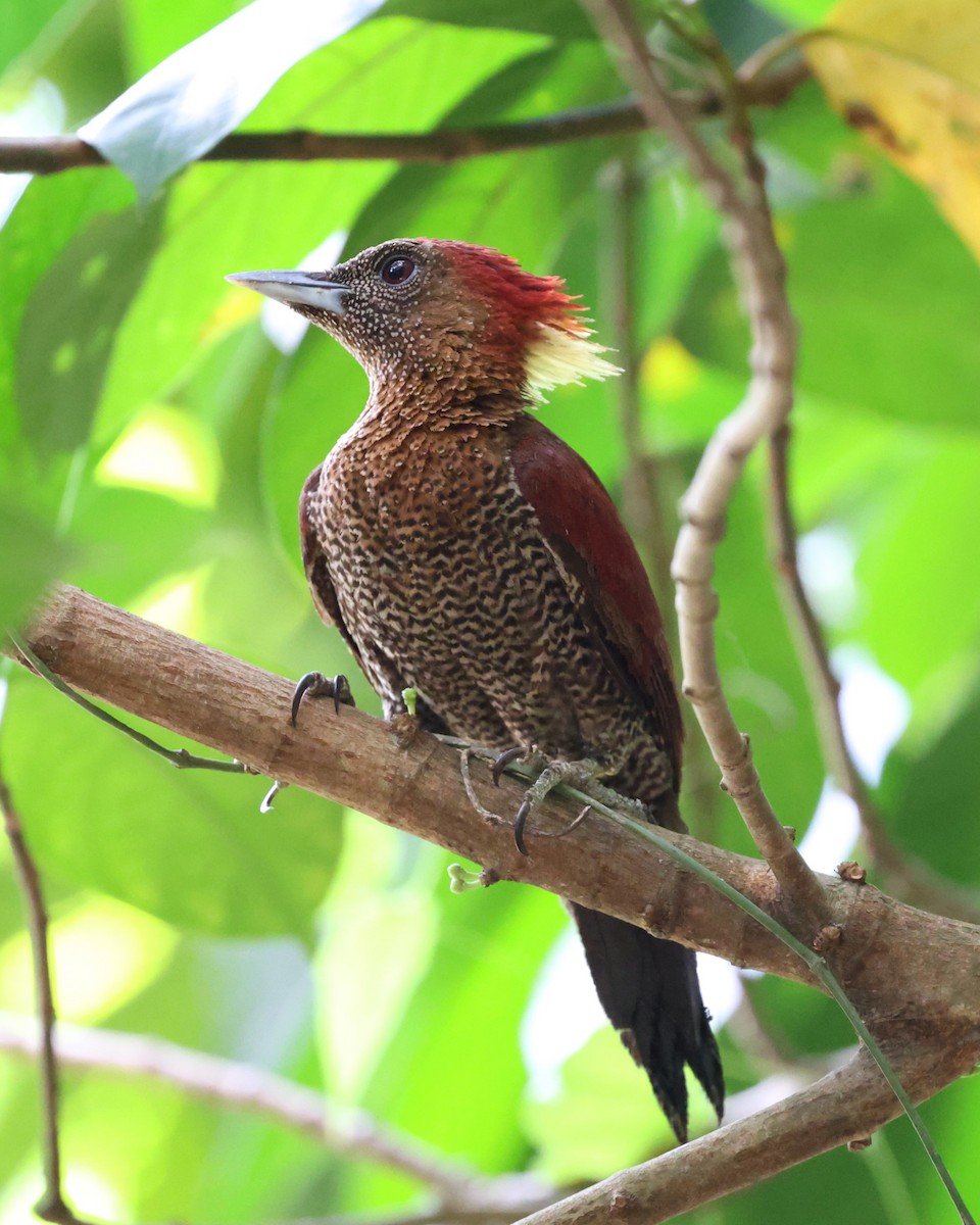 Banded Woodpecker - Vish M