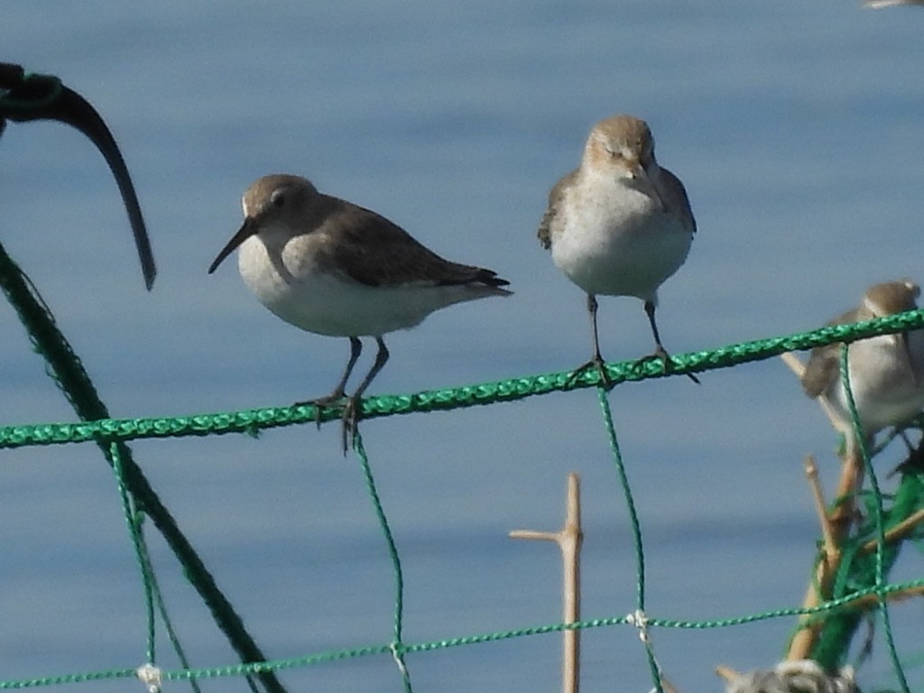 Dunlin - ML616625003
