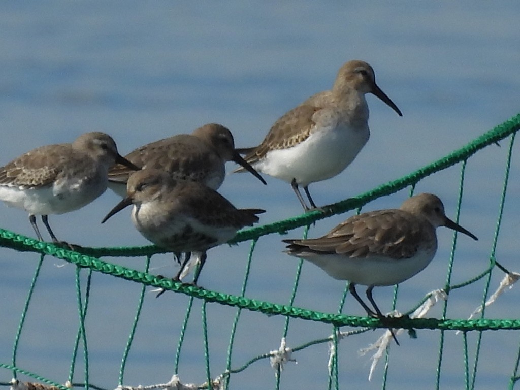 Dunlin - ML616625006