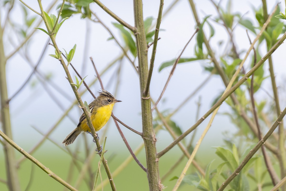 Crested Doradito - ML616625015