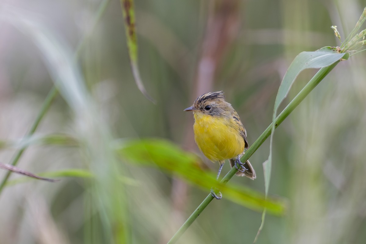 Crested Doradito - ML616625016
