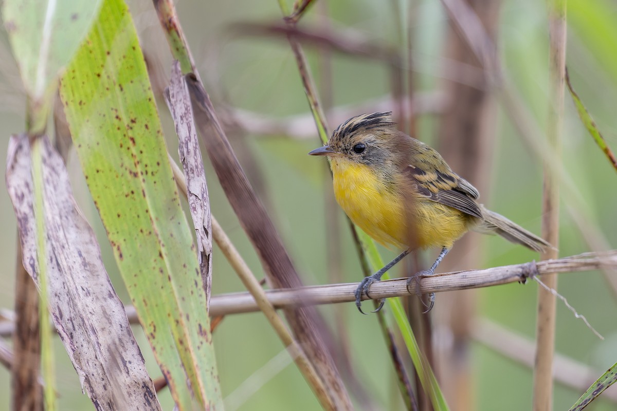 Crested Doradito - ML616625017