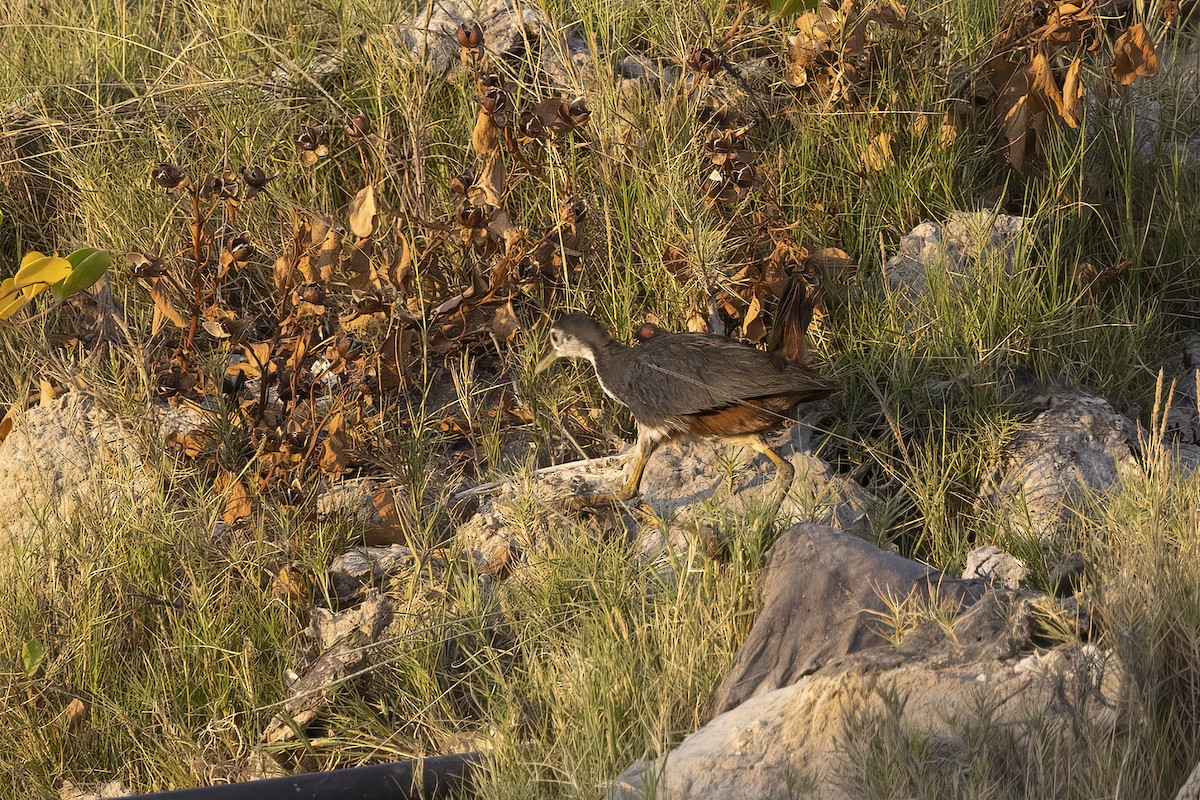 Râle à poitrine blanche - ML616625035