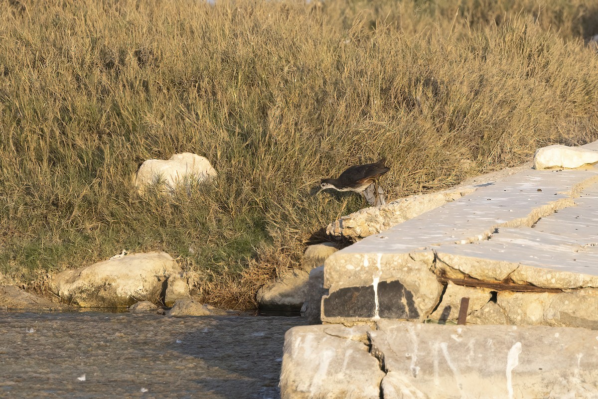 White-breasted Waterhen - ML616625037