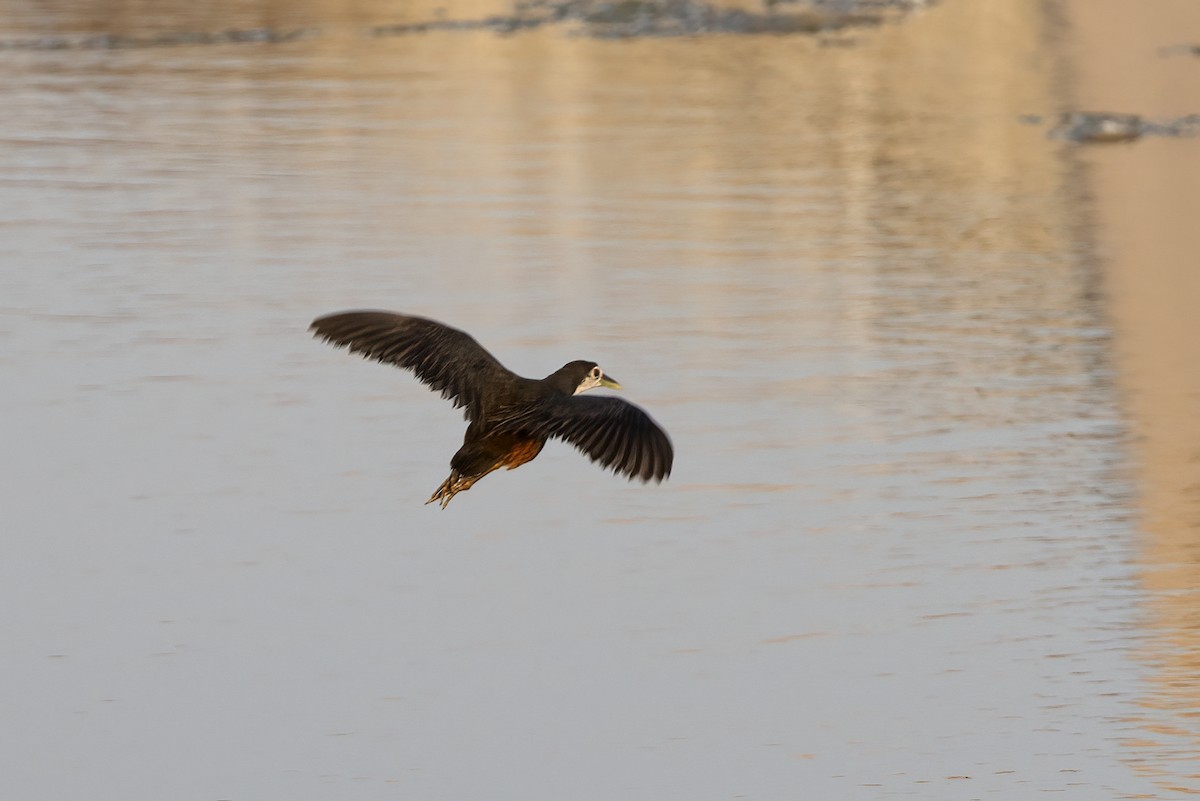 White-breasted Waterhen - ML616625039