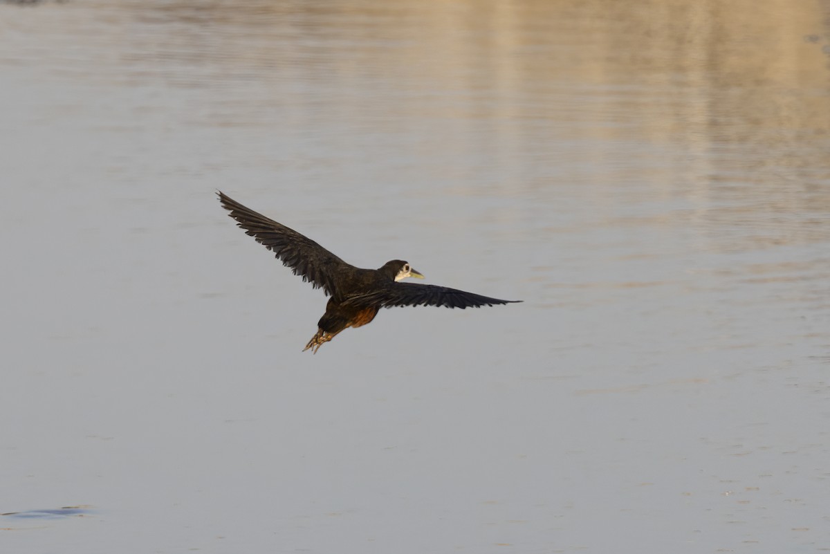 White-breasted Waterhen - ML616625040