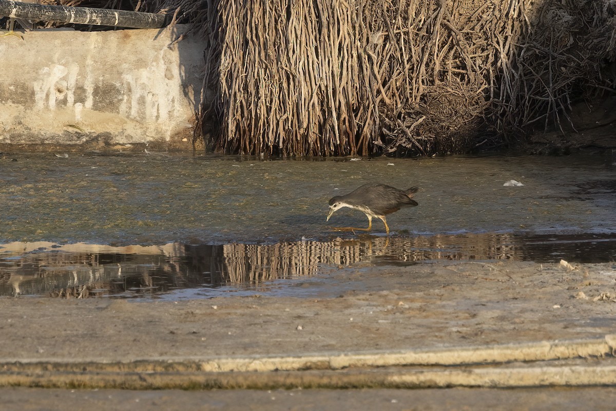 White-breasted Waterhen - ML616625041