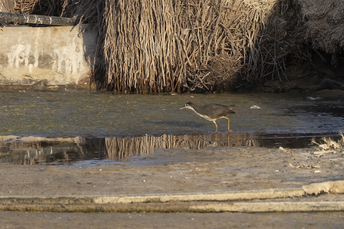 White-breasted Waterhen - ML616625042