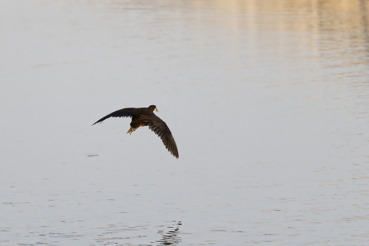 White-breasted Waterhen - ML616625043