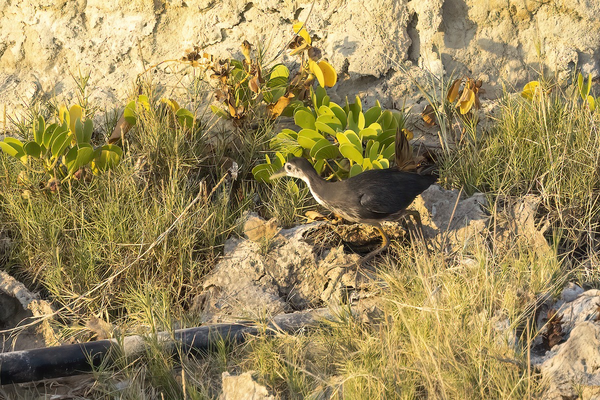 White-breasted Waterhen - ML616625045