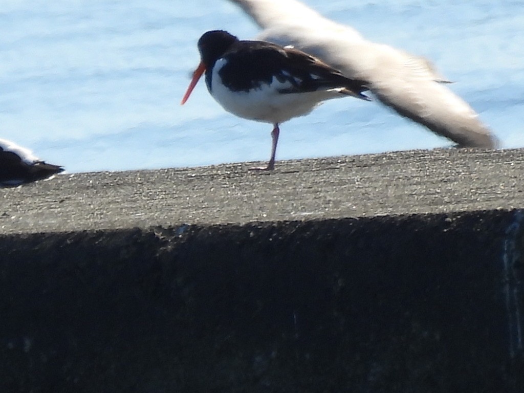 Eurasian Oystercatcher - ML616625050