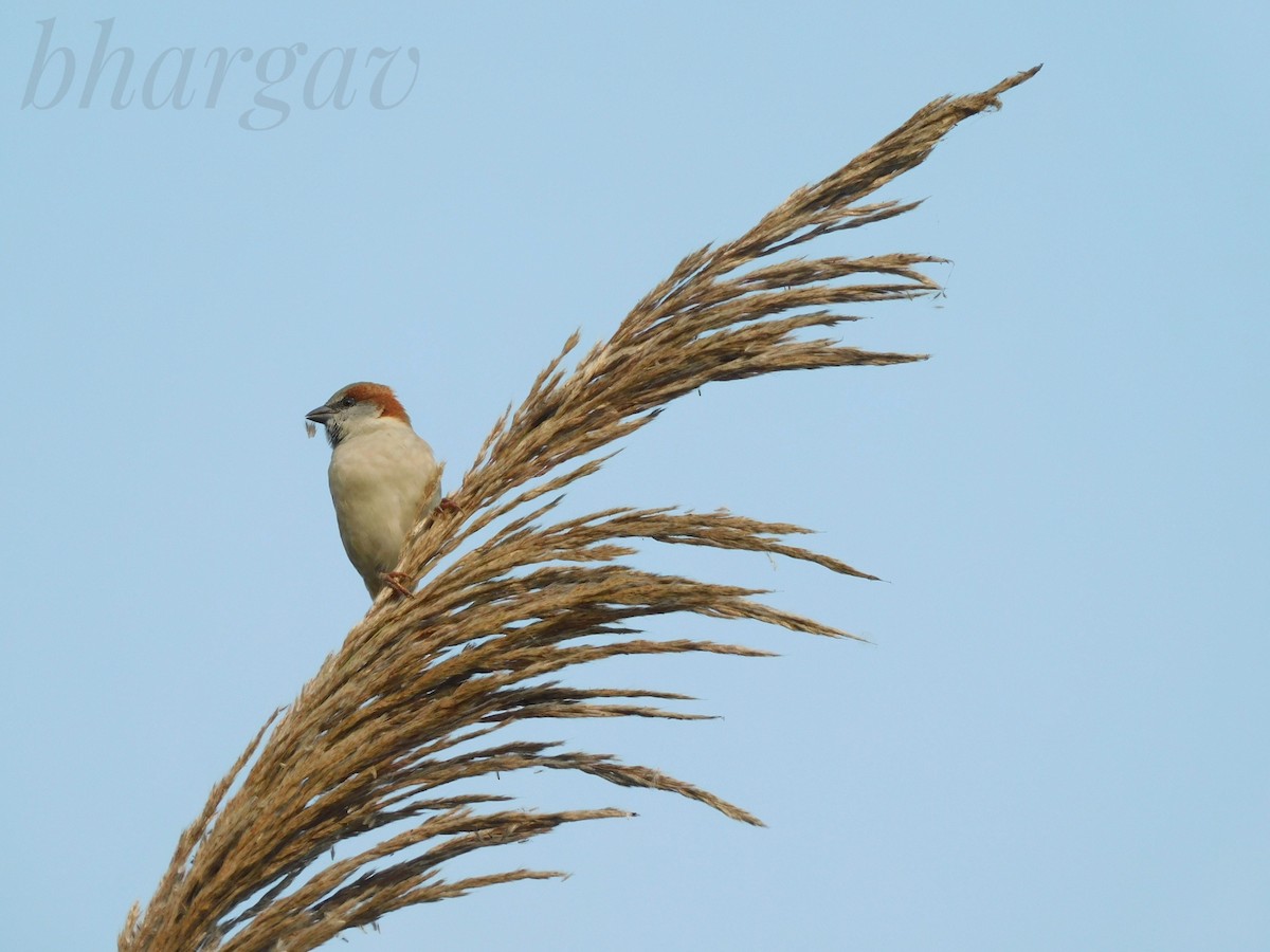 Moineau du Sind - ML616625052