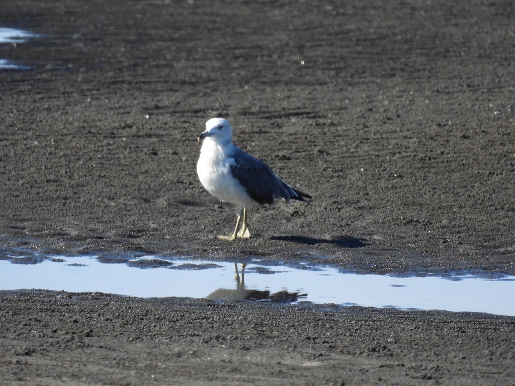 Black-tailed Gull - ML616625059