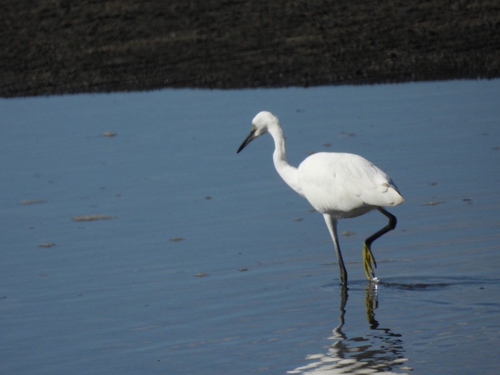 Little Egret - ML616625079