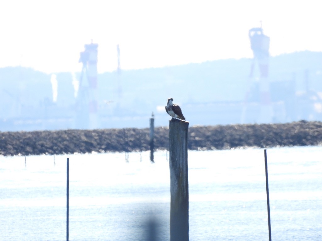 Osprey - ML616625082