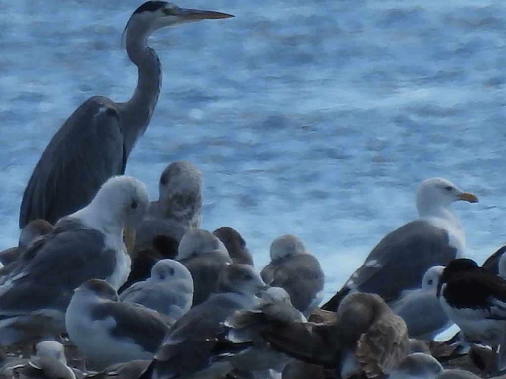 Gray Heron - ML616625086