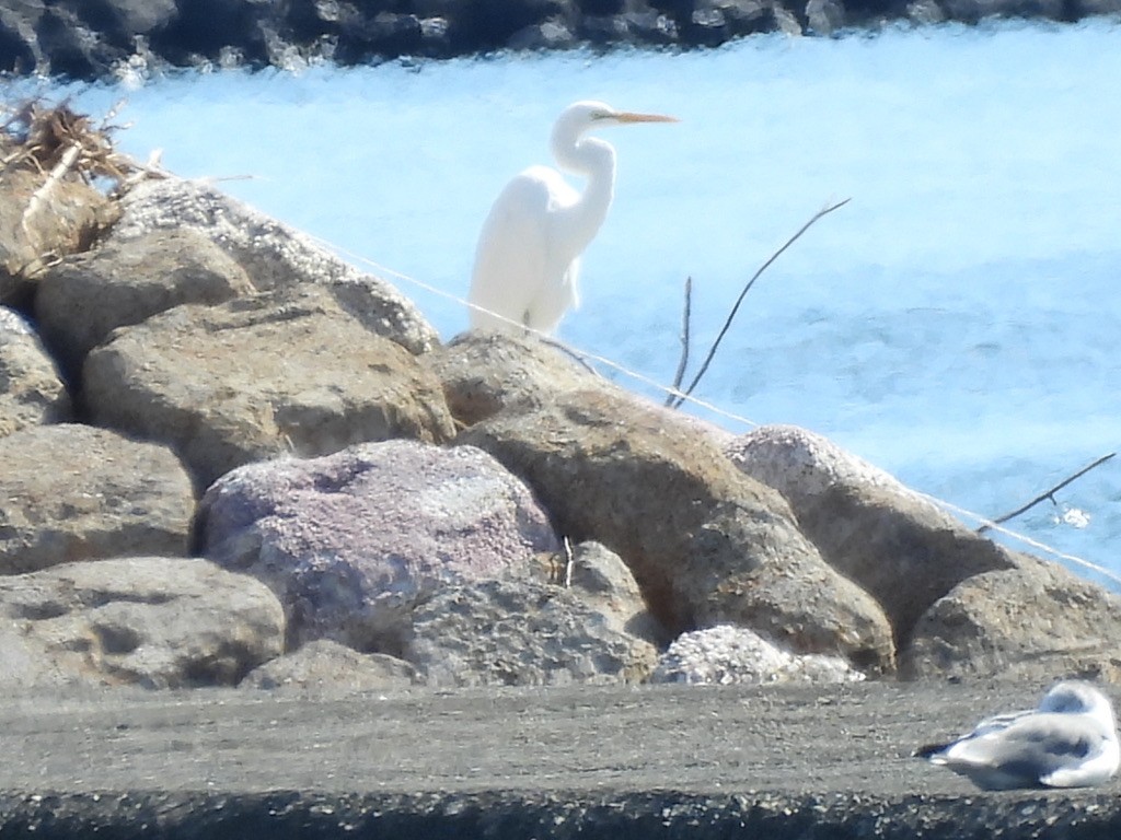 Great Egret - ML616625093