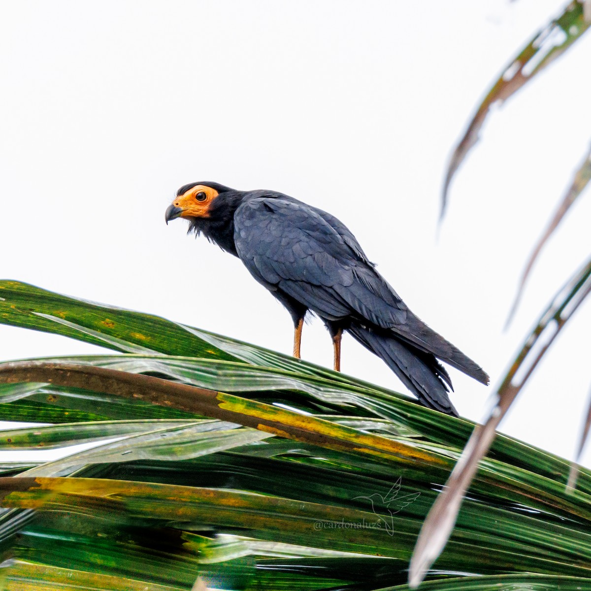 Black Caracara - Luz S Cardona M