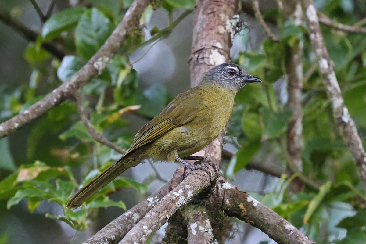 Stripe-cheeked Greenbul (Stripe-cheeked) - ML616625150