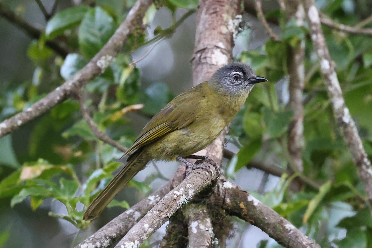 Stripe-cheeked Greenbul (Stripe-cheeked) - ML616625151