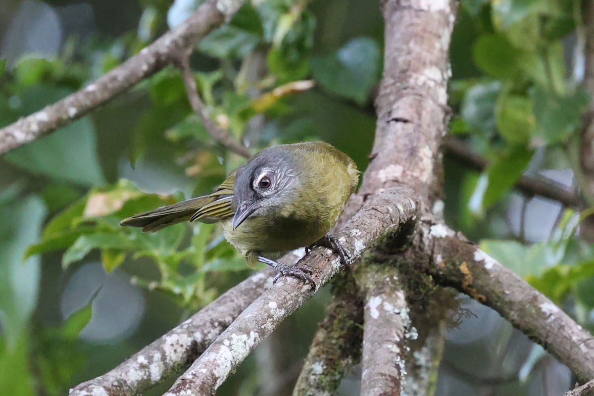 Stripe-cheeked Greenbul (Stripe-cheeked) - Alan Bedford-Shaw