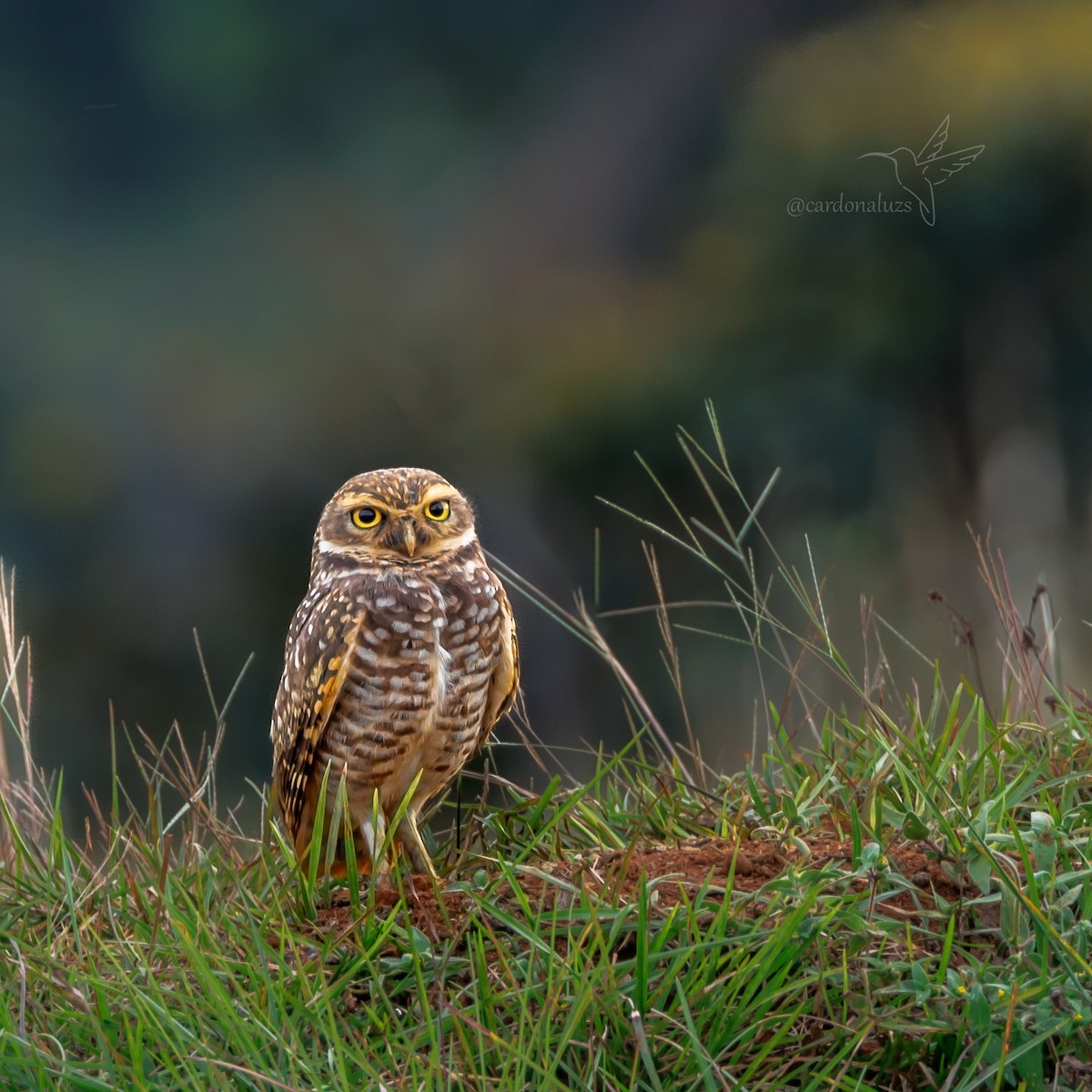 Burrowing Owl - Luz S Cardona M