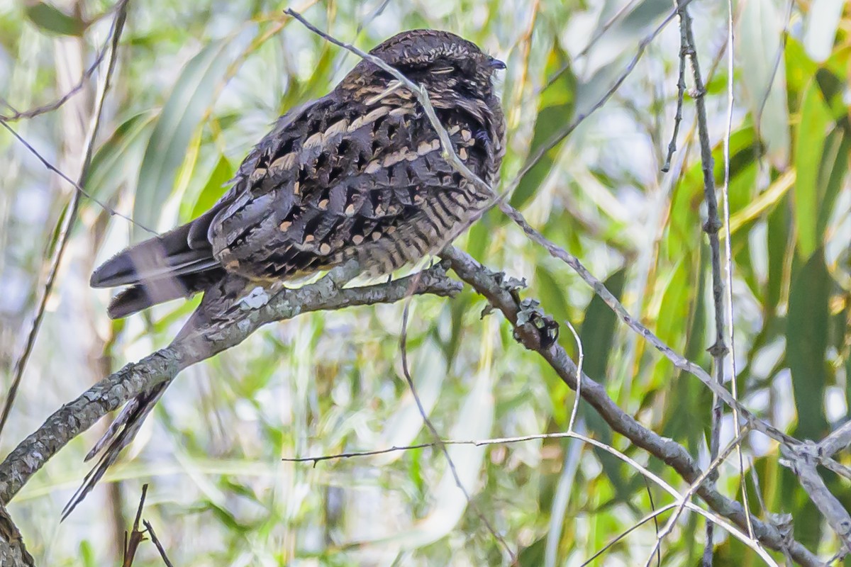 Scissor-tailed Nightjar - ML616625167