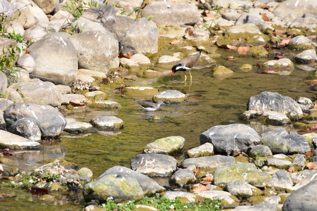 Red-wattled Lapwing - ML616625173