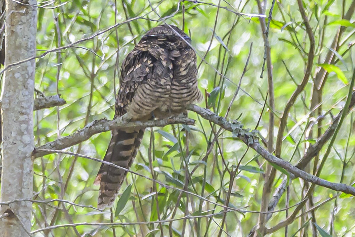 Scissor-tailed Nightjar - ML616625194