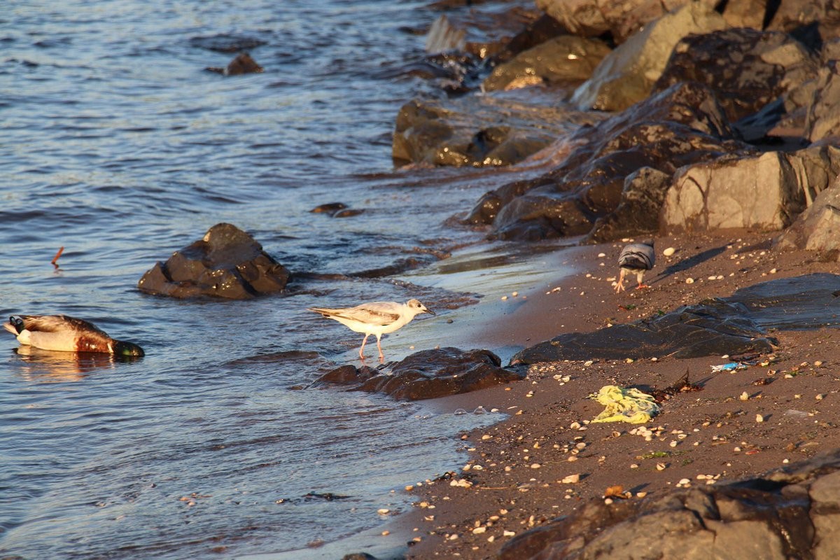 Bonaparte's Gull - ML61662521