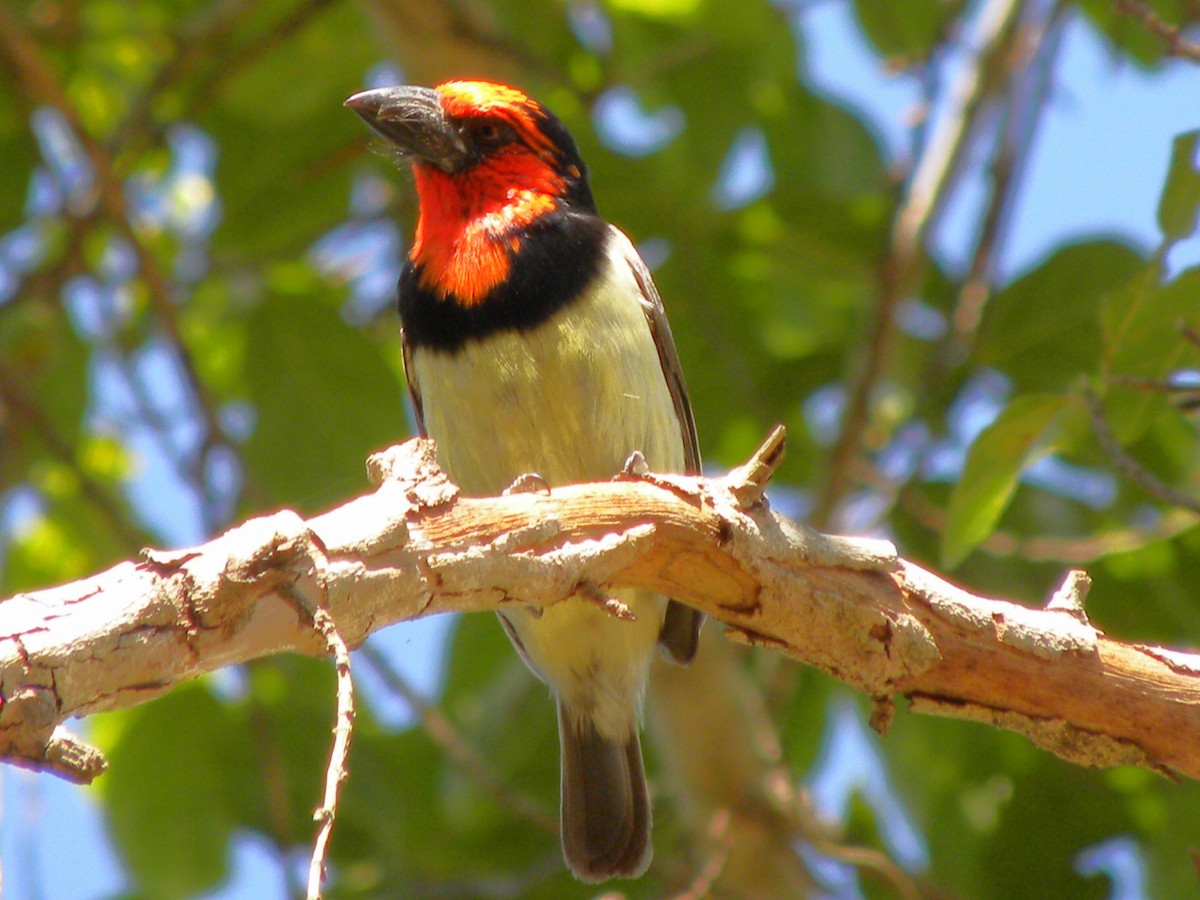 Black-collared Barbet - ML616625275