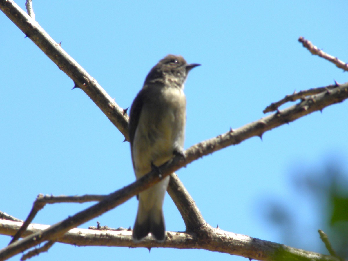 Wahlberg's Honeyguide - ML616625286