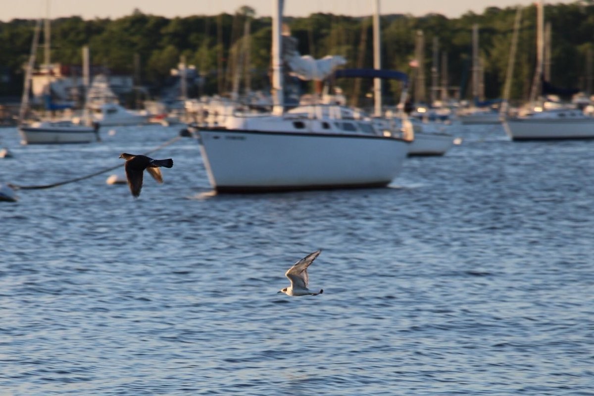 Bonaparte's Gull - ML61662531
