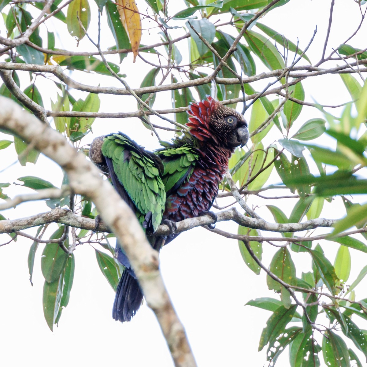 Red-fan Parrot - ML616625348