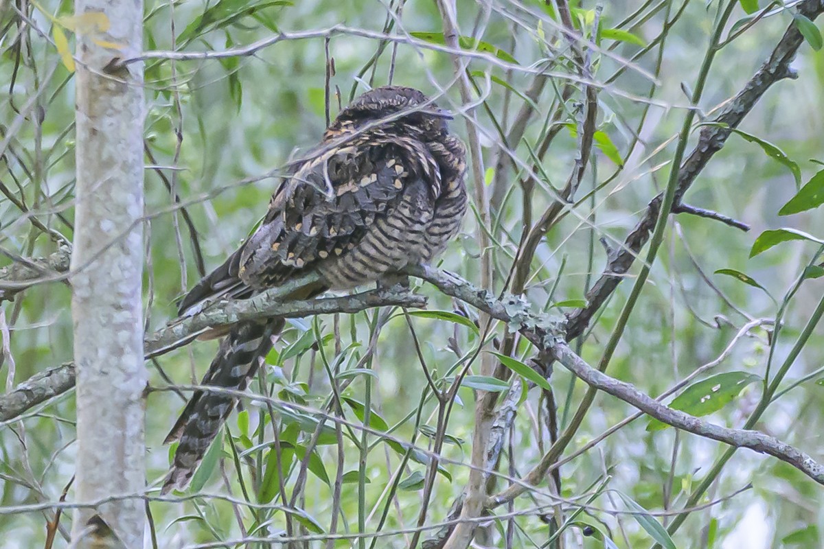 Scissor-tailed Nightjar - ML616625383