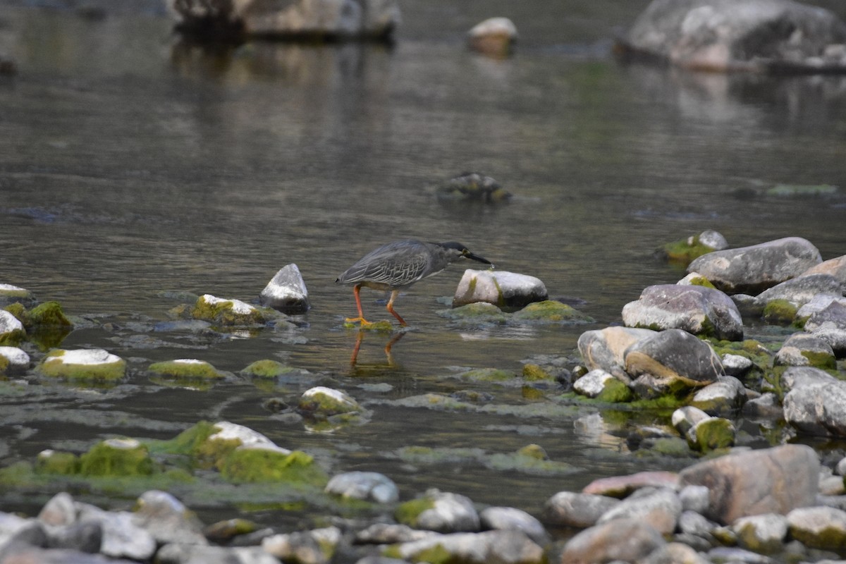 Striated Heron - ML616625404