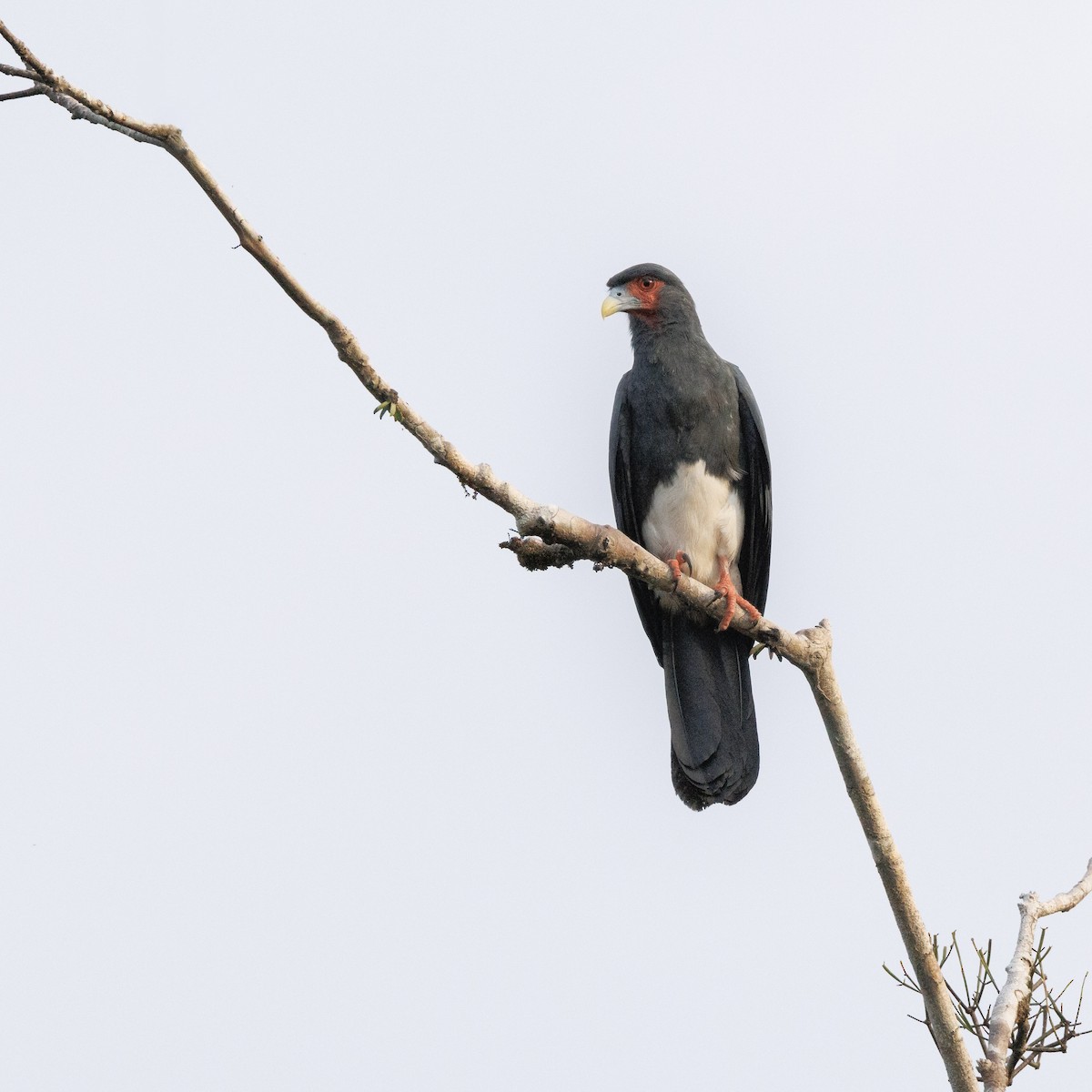 Caracara à gorge rouge - ML616625409